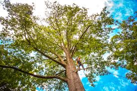 Reliable Paddock Lake, WI Tree Services Solutions