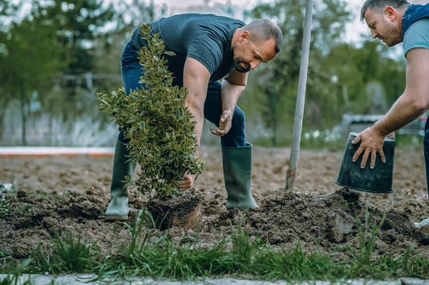 Best Lawn Disease Treatment  in Paddock Lake, WI