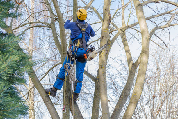 Best Tree Maintenance Programs  in Paddock Lake, WI