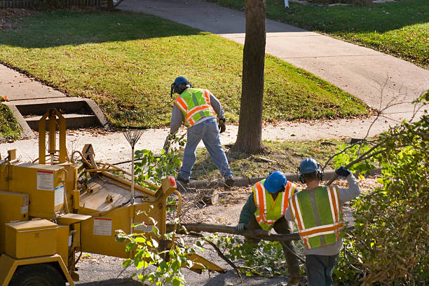 Best Tree Cabling and Bracing  in Paddock Lake, WI