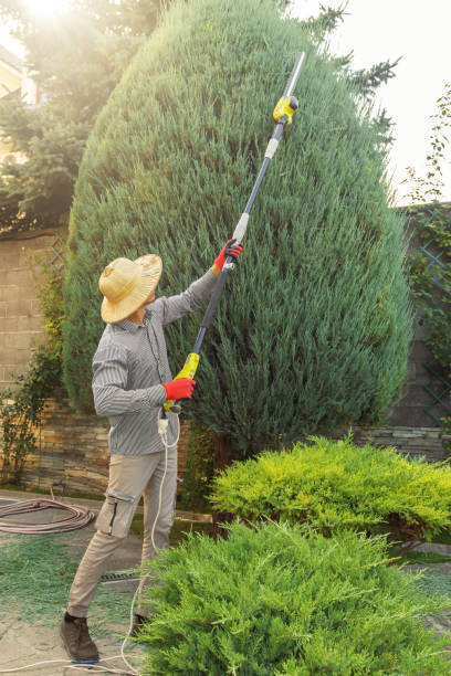 Best Tree Removal  in Paddock Lake, WI