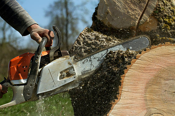 Best Tree Disease Treatment  in Paddock Lake, WI