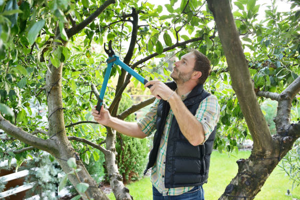 Best Hedge Trimming  in Paddock Lake, WI