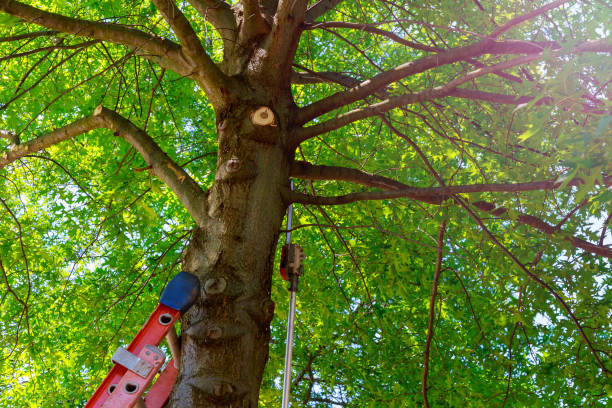 Best Tree and Shrub Care  in Paddock Lake, WI